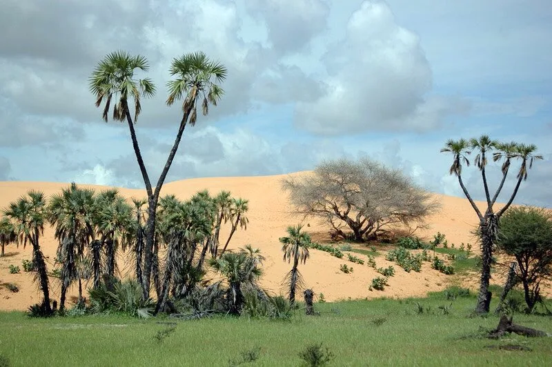 Yobe State